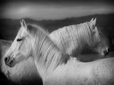 Ranch Horses by Bev Pettit