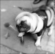 Costumed Pug by Bill Livingston