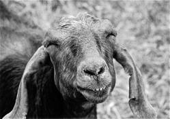 Smiling Goat by Bill Livingston