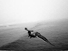 Takeoff by Bill Livingston