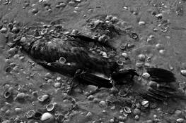 Island Burial by Bill McCarthy