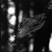 Waiting by Bill Voight