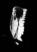 Great Egret Wing by Brian Francis Koury