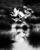 The Gang by Brian Francis Koury