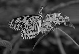 Delicate Butterfly by Cara Niazi  www.photographybycara.com