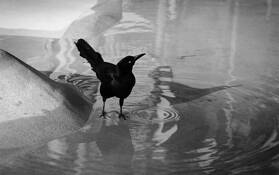 Blackbird Vanity by Charles Dozer