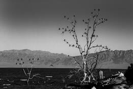 Birds Tree by Curtis Choonshick Choe