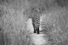 Leopard on Trail by Dana Warnquist