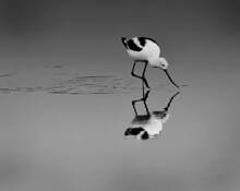 Avocet by Dawn Miller