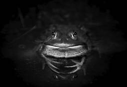 Portrait of a Bullfrog by Devon Chambers