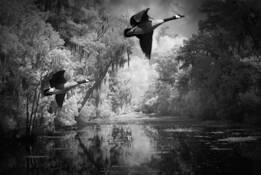 Swamp Morning by Dolores Smart