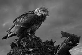 Bateleur Eagle by Don Bierman