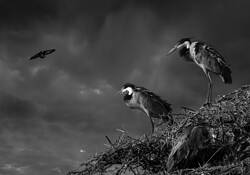 Herons by Don Bierman