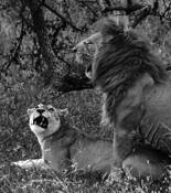 Prideful Intentions by Don Bierman