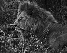 Waiting His Time by Don Bierman