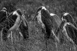 Weather for the Birds by Don Bierman
