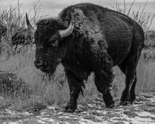 Bison 4 by Ed Drake