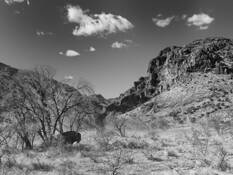 Bison II by Ernesto Beall