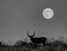 Hunters Moon by Ernesto Beall