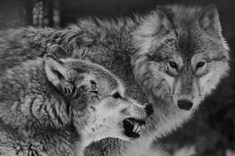 Alpha Male by Ernie Husulak
