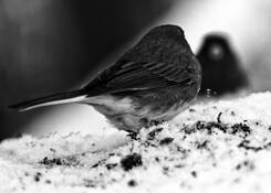 Junco Reflection by Ernie Husulak