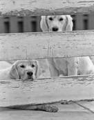 Looking In by Ernie Husulak