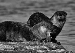 River Otters Feeding by Ernie Husulak