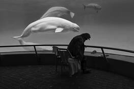 Whale Watcher by Ernie Husulak