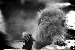 Baby Japanese Macaque by Evan McBride