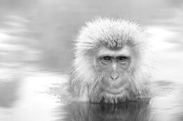 Japanese Macaque in Hot Spring by Evan McBride