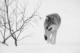 Wolf in Snow by Evan McBride