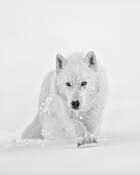 The Arctic Wolf's Pursuit by George T. Grubb