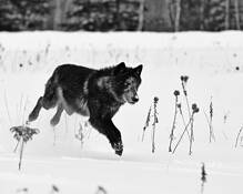 The Gray Wolf Lunges by George T. Grubb