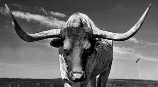 Bull's Eye by Gerald W. Shonkwiler