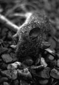 Dead Mouse by Guy Pooles