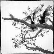 Turkey Vultures Confer 2 by James M. Hunt