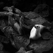 California Sea Lions by Jazan Kozma