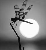 Dragonfly by Boris Zhitomirsky