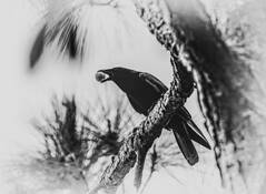 Bird With an Egg by Jerry Whitty