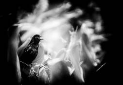 Squak by Jerry Whitty