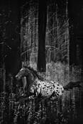 Among the Trees 2 by Mary Aiu