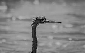 Cormorant With Mohawk by John Howard