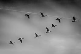 Jets and Wings by John Howard
