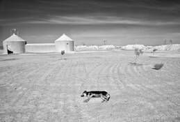 Dog at Wellhouse by Lee Grossman