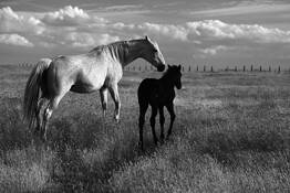 A Mother Protects... by Marshall Gould