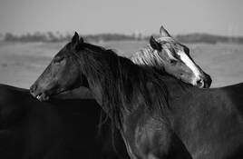 Back Scratchers by Marshall Gould