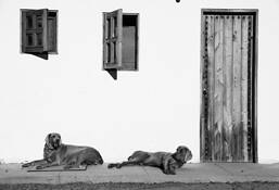Bow Wow Haus by Marshall Gould