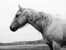 Weather Mane by Marshall Gould