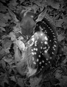 Fawn by Mary Woodman