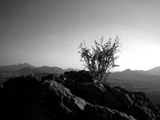 Arizona Altar by Mary Jo Scanlan